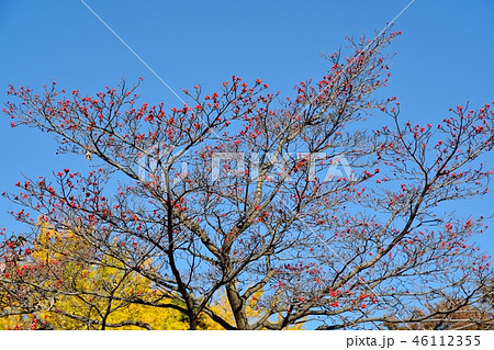 紅葉したハナミズキの実とイチョウのコラボ 紅葉したハナミズキの実とイチョウのコラボ 46112355