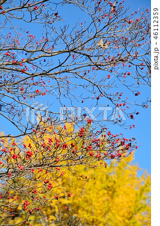 紅葉したハナミズキの実とイチョウのコラボ 46112359