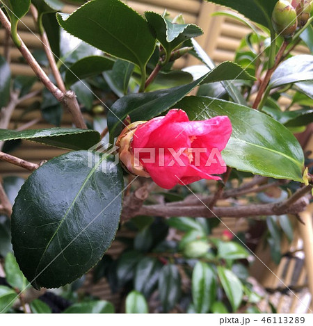 椿　一子侘助 46113289