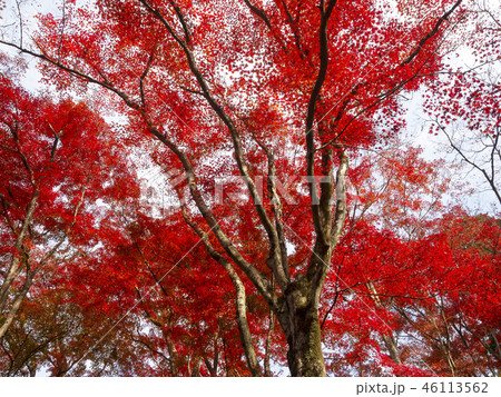 紅葉・秋 紅葉・秋 46113562