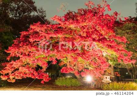 六義園の紅葉ライトアップ 46114204