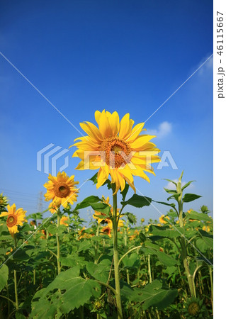 花畑 ひまわり 向日葵 46115667