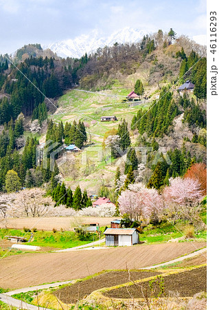 春の信州・小川村 46116293