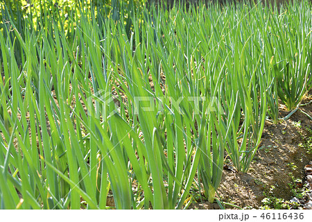 ネギ畑 46116436