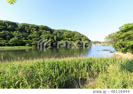 小網代の森 小網代の森 46116944