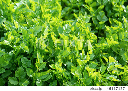 仙台せり 46117127