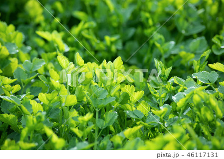 仙台せり 46117131