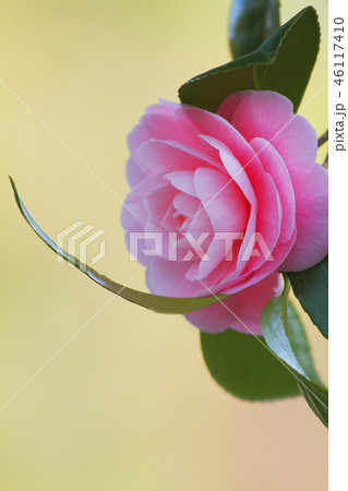 オトメツバキ 46117410