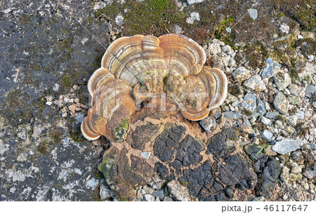 Turkey tail or Polypore mushroom 46117647