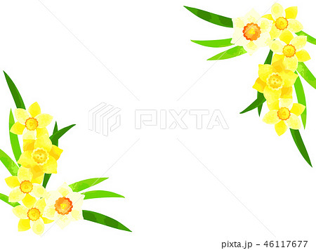 水仙の花のフレーム 46117677