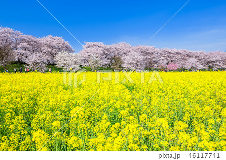 埼玉 幸手権現堂桜堤 桜並木と菜の花 埼玉 幸手権現堂桜堤 桜並木と菜の花 46117741