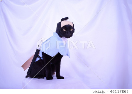コスプレをしている黒猫の写真(武士) コスプレをしている黒猫の写真(武士) 46117865