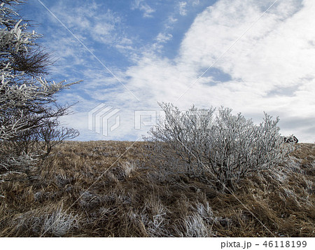 小白山 木 丹陽郡 46118199