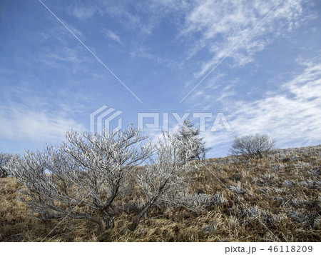 小白山 木 丹陽郡 46118209