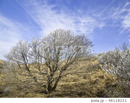 小白山 木 丹陽郡 46118221