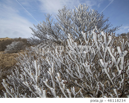 小白山 木 丹陽郡 46118234