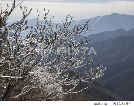 小白山 木 景色 46118244