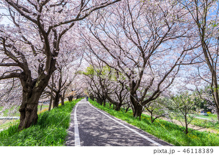 埼玉　吉見町さくら堤公園 46118389