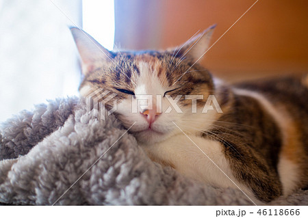 三毛猫さんの寝顔 46118666