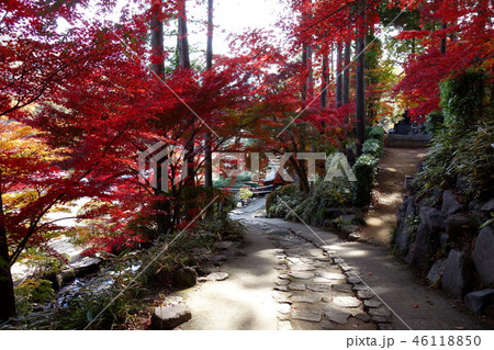 崇禅寺の紅葉 46118850
