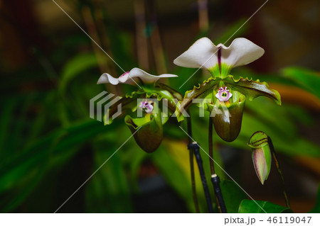 Lady slipper orchid, Cypripedioideae Paphiopedilum 46119047