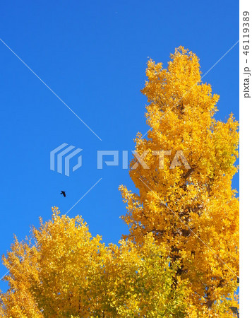 快晴に映える銀杏の木　カラス 46119389
