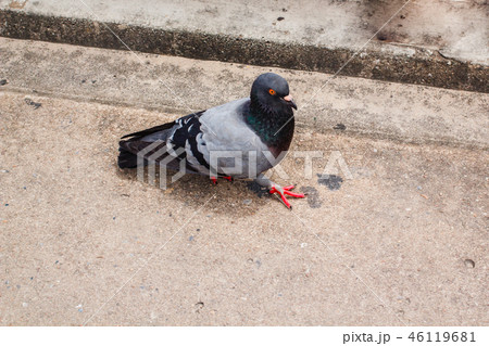 Pegions or doves inhabited the city, Thailand. Pegions or doves inhabited the city, Thailand. 46119681