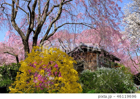 京都原谷苑　しだれ桜 46119696