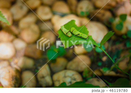 Caterpillar, big green worm in the park. Caterpillar, big green worm in the park. 46119780