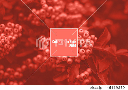 Beautiful pyracantha bush with bright orange berries 46119850