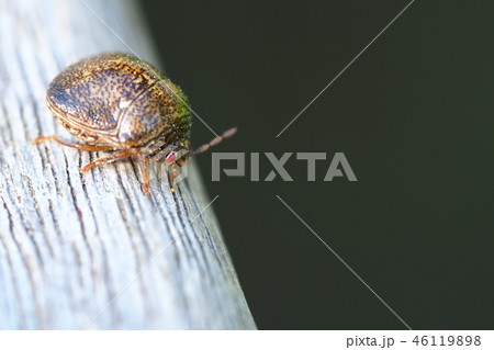 マルカメムシ 46119898