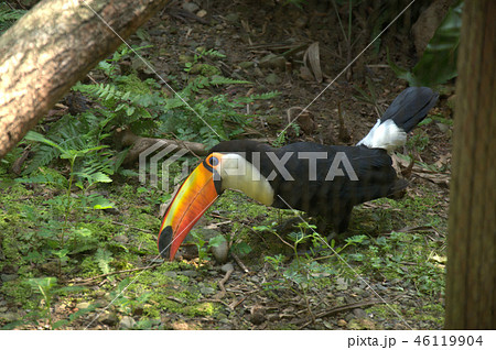動物 動物学 鳥 46119904