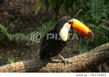 動物 動物学 鳥 46119905