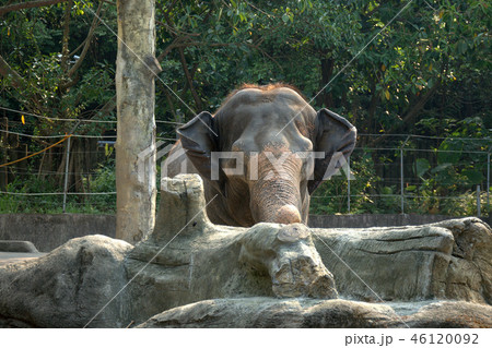 象 ゾウ ぞう 46120092