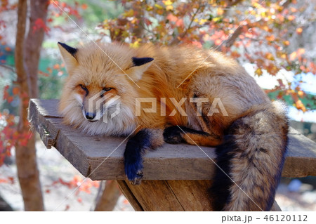キツネ村のキタキツネ キツネ村のキタキツネ 46120112