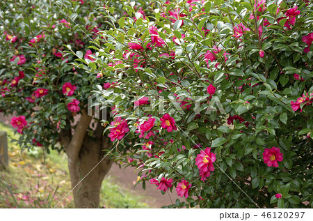 山茶花 山茶花 46120297