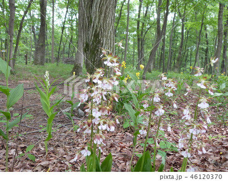 里山のエビネ 46120370