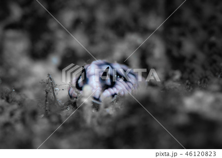 コイボウミウシ 46120823