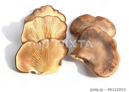 クロアワビタケ（黒あわび茸） 46122053