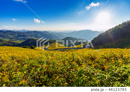 Tung Bua Tong Mexican sunflower field Tung Bua Tong Mexican sunflower field 46123765