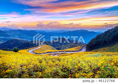 Tung Bua Tong Mexican sunflower field at sunset 46123766