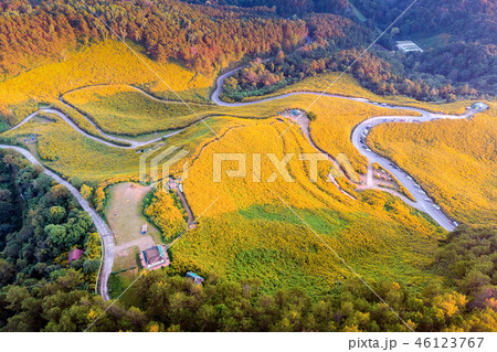 Tung Bua Tong Mexican sunflower field Tung Bua Tong Mexican sunflower field 46123767
