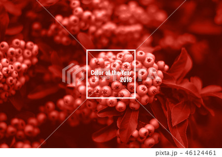 Beautiful pyracantha bush with bright orange berries 46124461