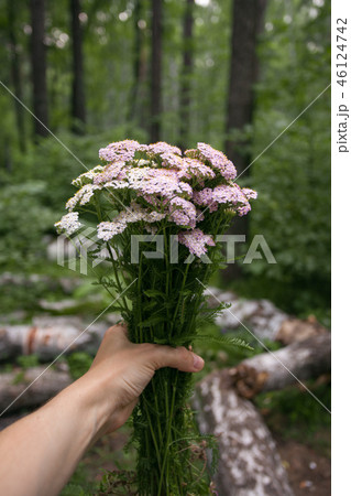 Hand holding bouquet of forest flowers Hand holding bouquet of forest flowers 46124742