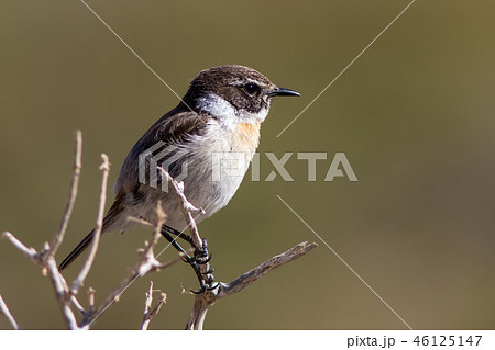 Canary Islands Stonechat at Fuertoventura Island 46125147