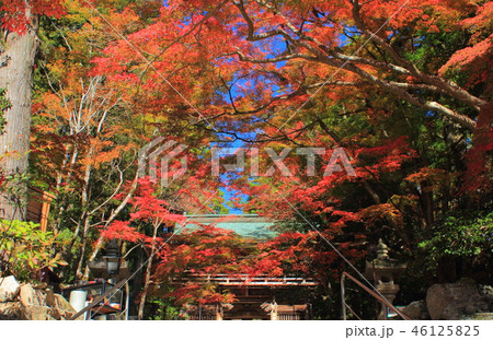 四国霊場 大窪寺 紅葉 四国霊場 大窪寺 紅葉 46125825