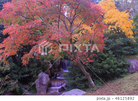香川用水記念公園の紅葉 香川用水記念公園の紅葉 46125892