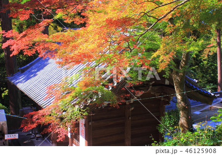 四国霊場　白峯寺　紅葉 46125908
