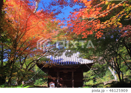 四国霊場 白峯寺 紅葉 四国霊場 白峯寺 紅葉 46125909