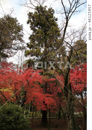 東漸寺 紅葉 東漸寺 紅葉 46125957